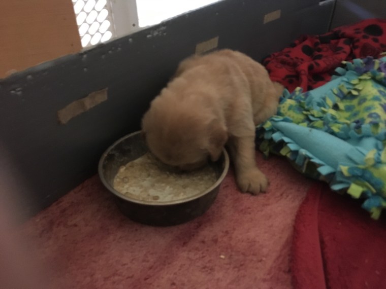 Coppercreek golden retriever Starsky