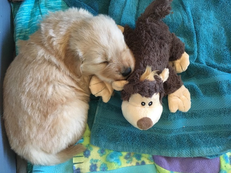 Coppercreek Golden Retriever Starsky