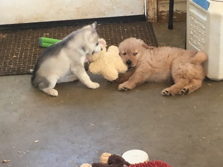 Coppercreek Golden Retriever Starsky