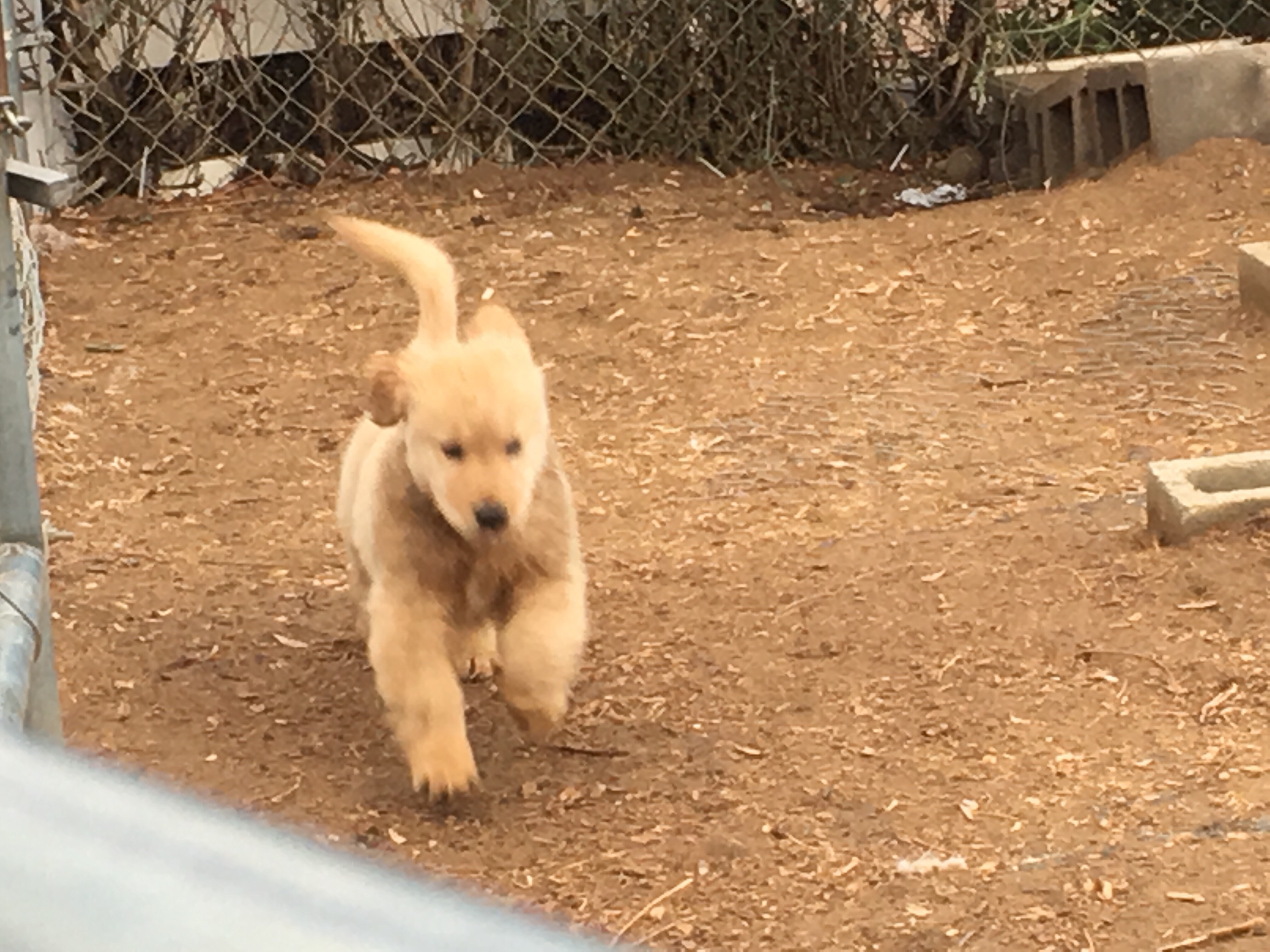 Coppercreek Golden Retriever Starsky