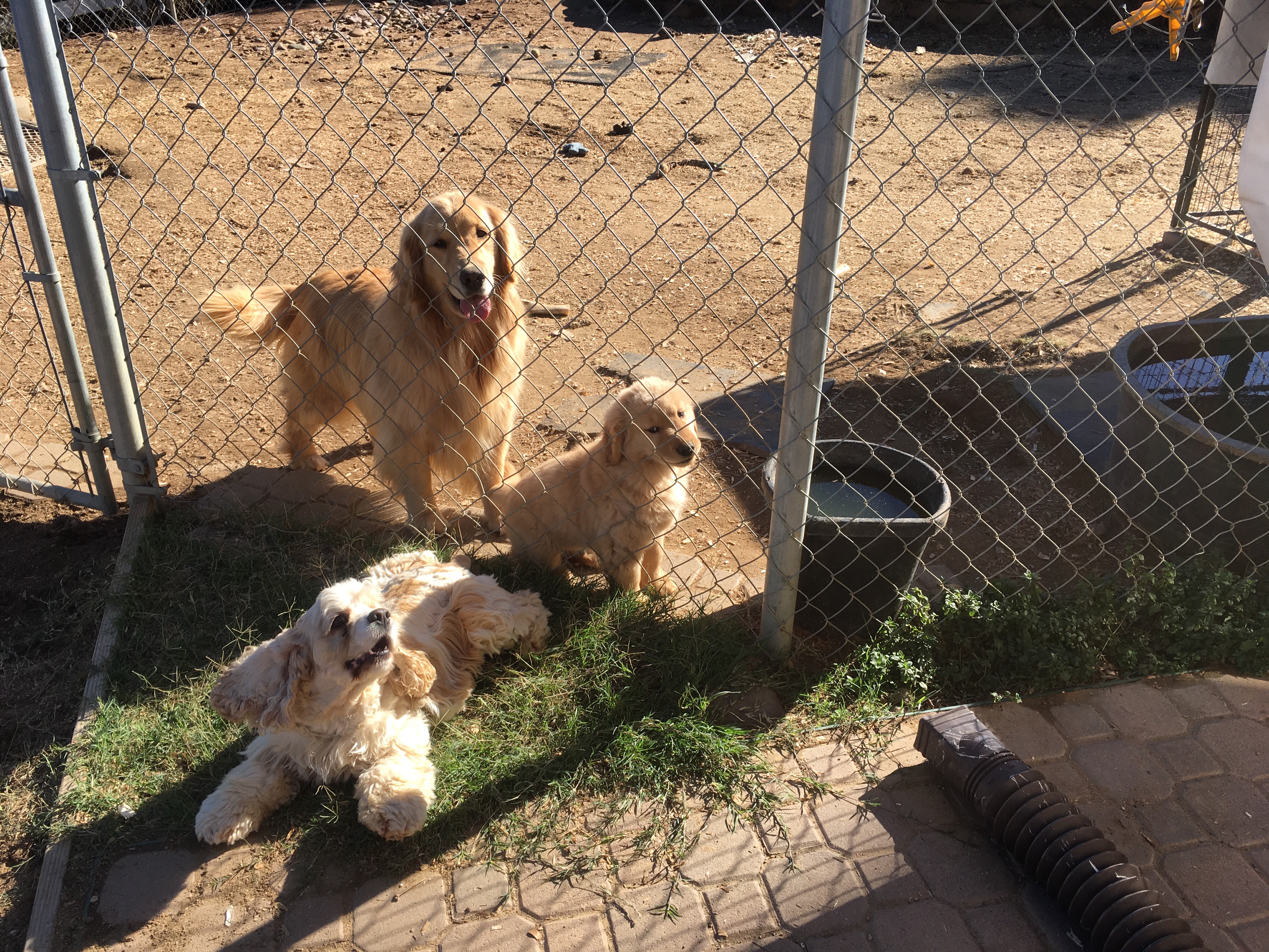 CopperCreek Golden Retriever Starsky