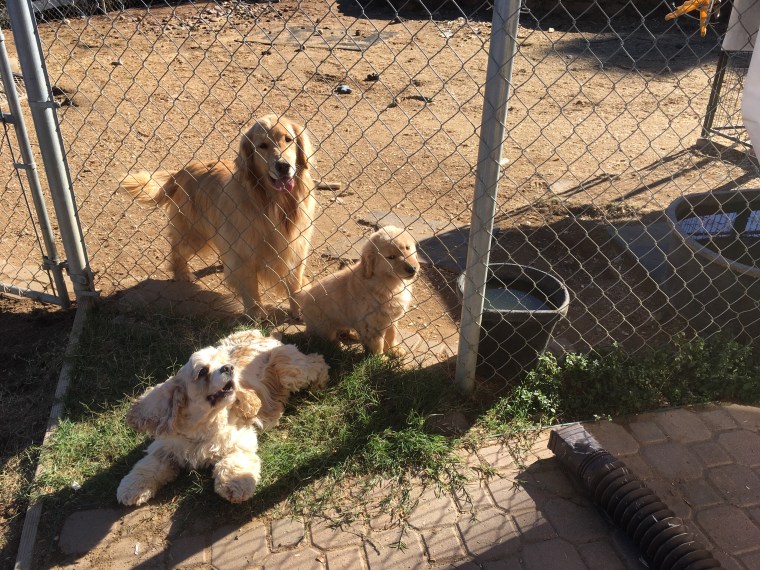 CopperCreek Golden Retriever Starsky