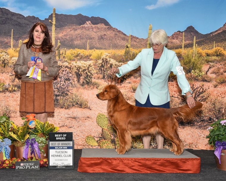 PRIMROSE Golden BOB[4459]